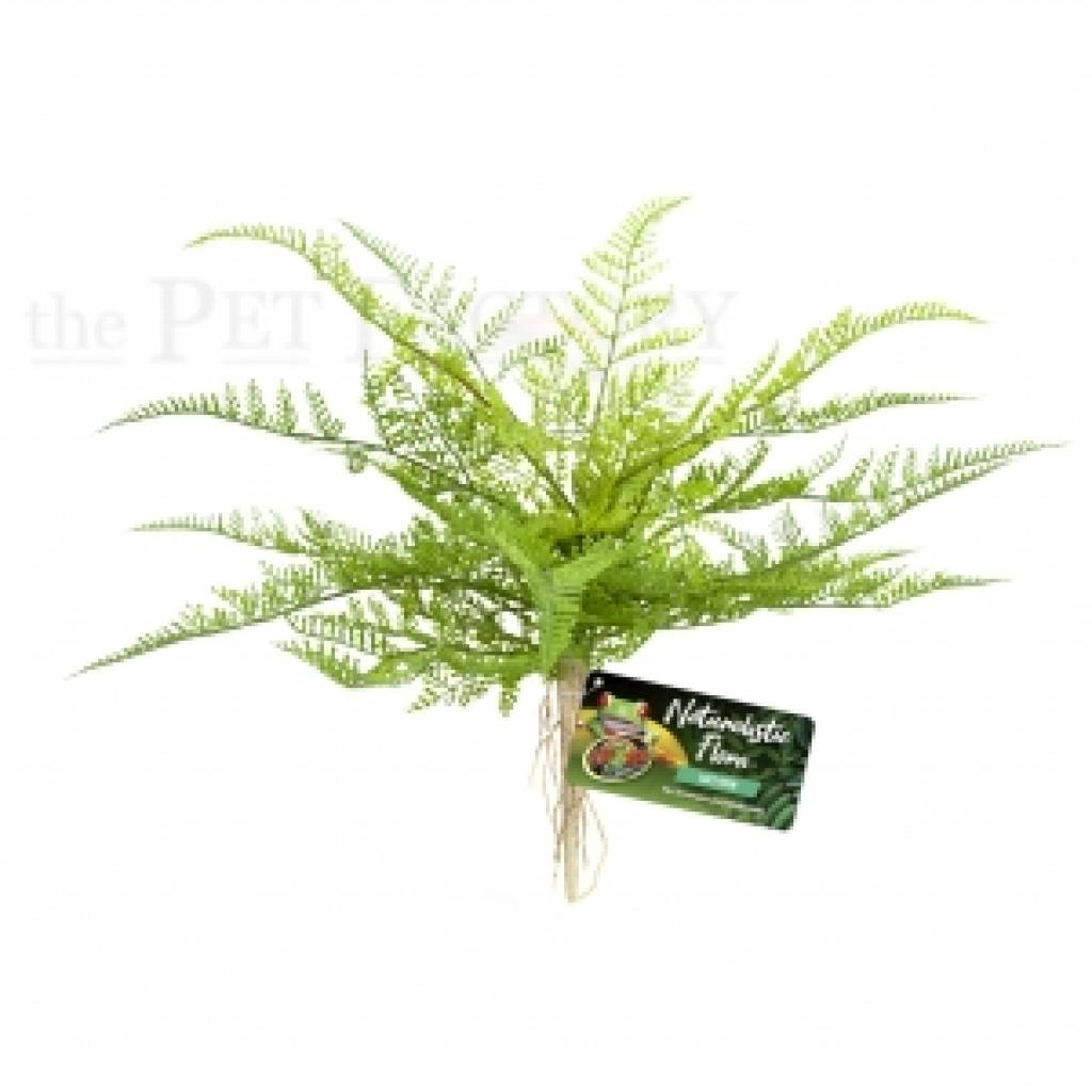 Lace Fern